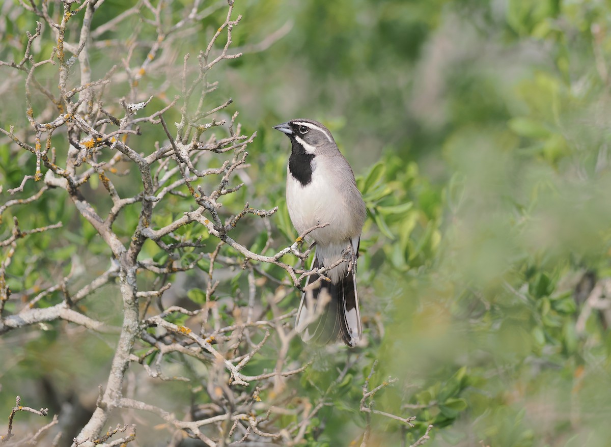 Black-throated Sparrow - ML618756373