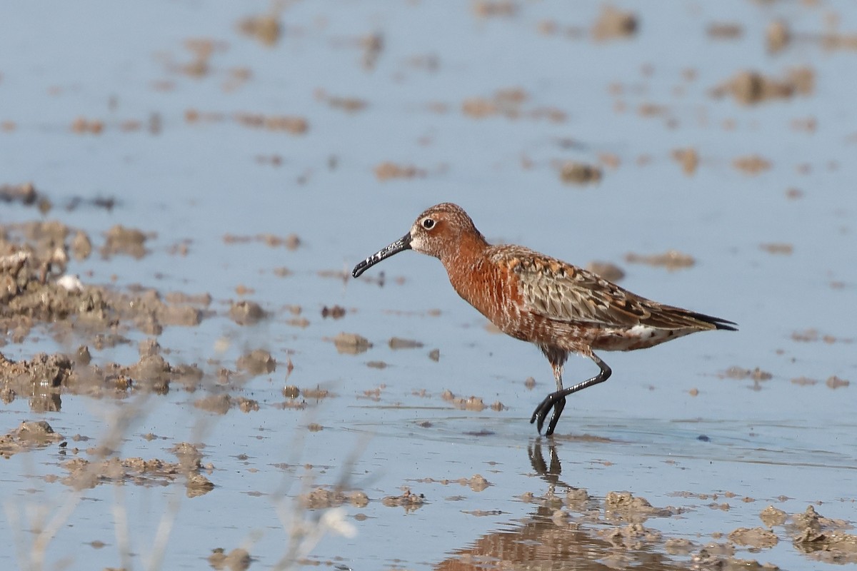 Curlew Sandpiper - ML618756378