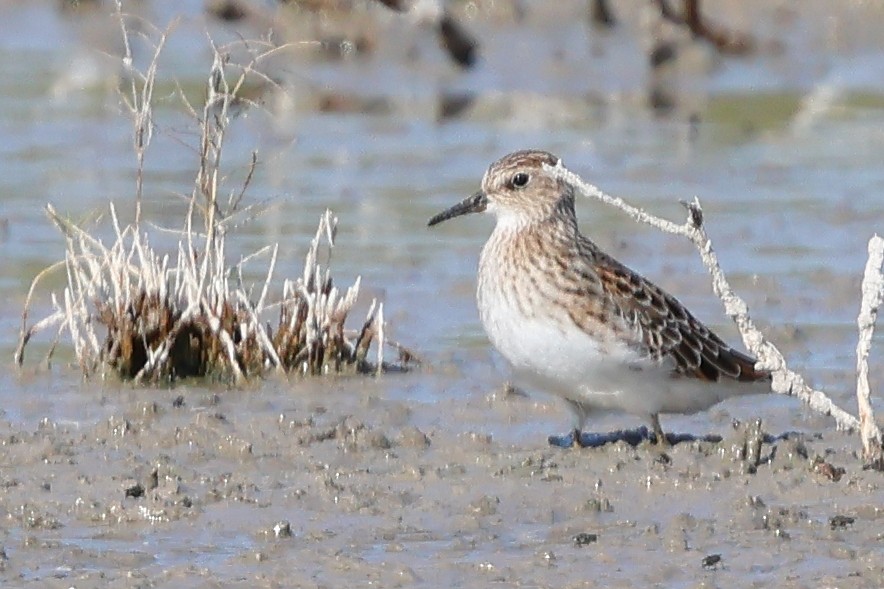 Langzehen-Strandläufer - ML618756385