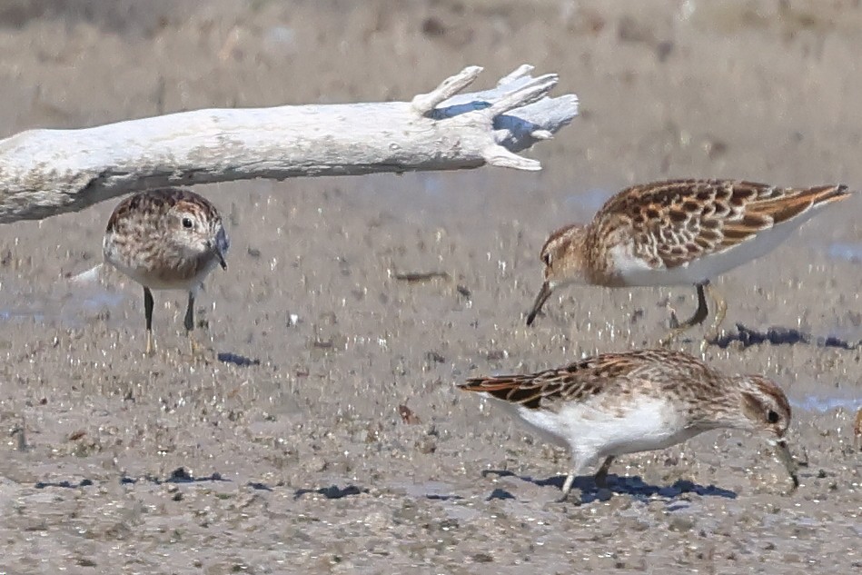 Langzehen-Strandläufer - ML618756386