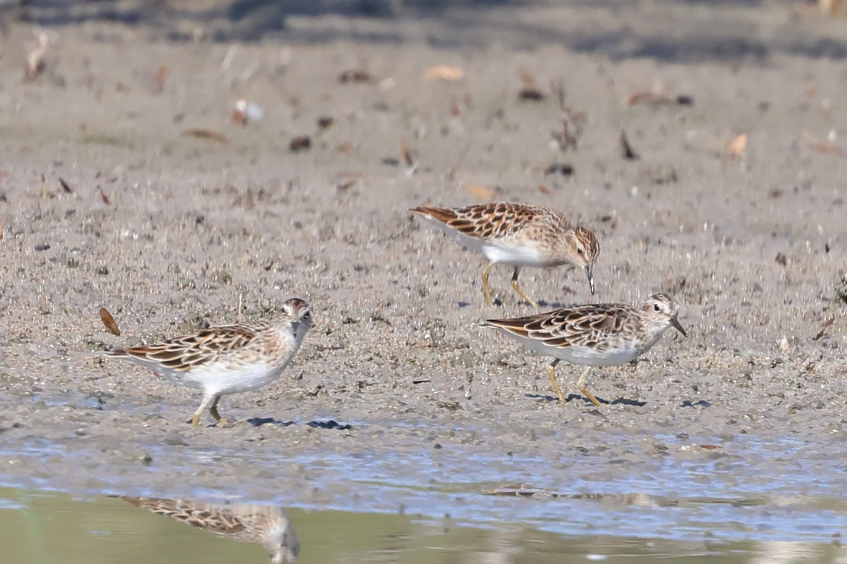 Langzehen-Strandläufer - ML618756389