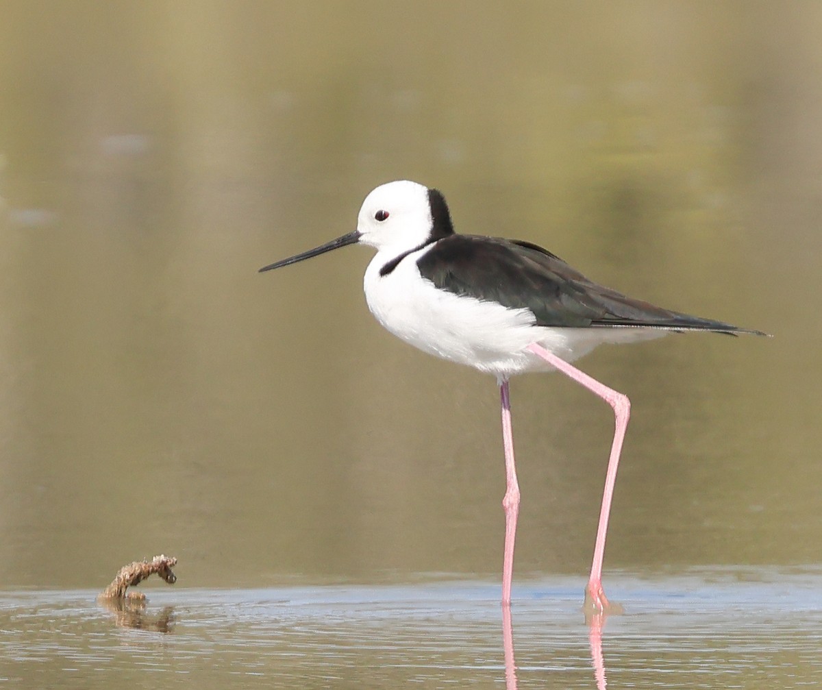 Pied Stilt - ML618756394