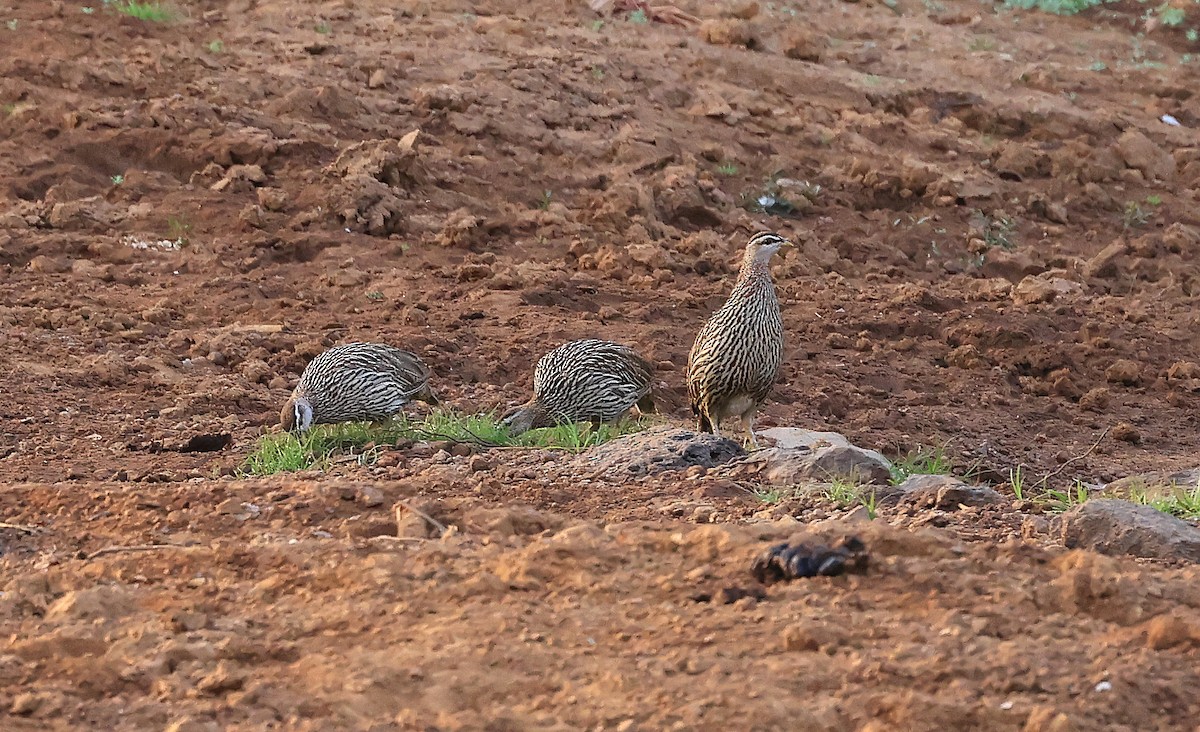 Double-spurred Spurfowl - Patrick MONNEY