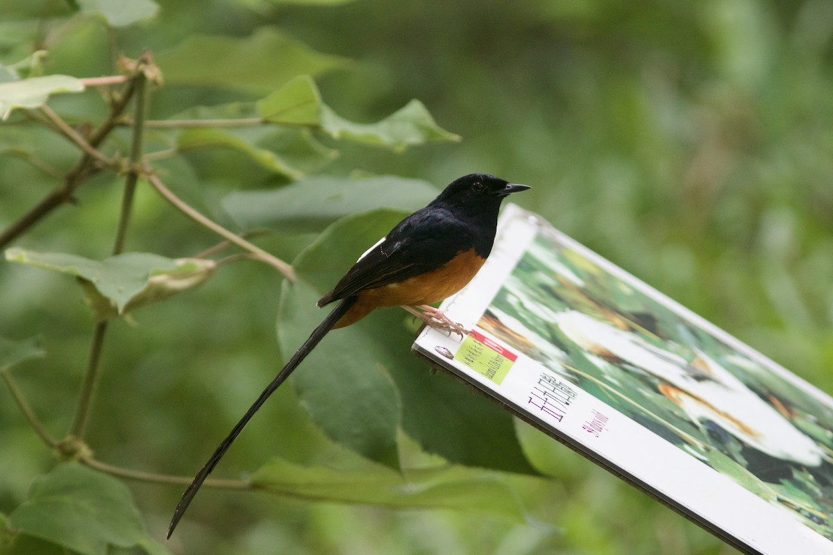 White-rumped Shama - ML618756428