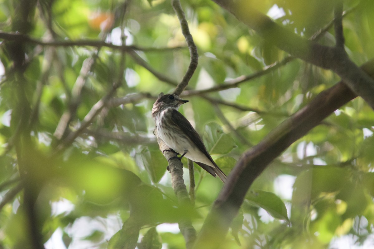 Gray-streaked Flycatcher - ML618756432