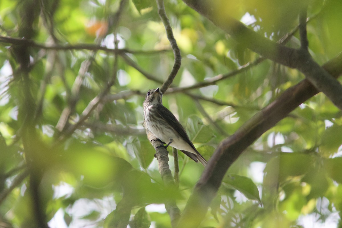 Gray-streaked Flycatcher - ML618756433