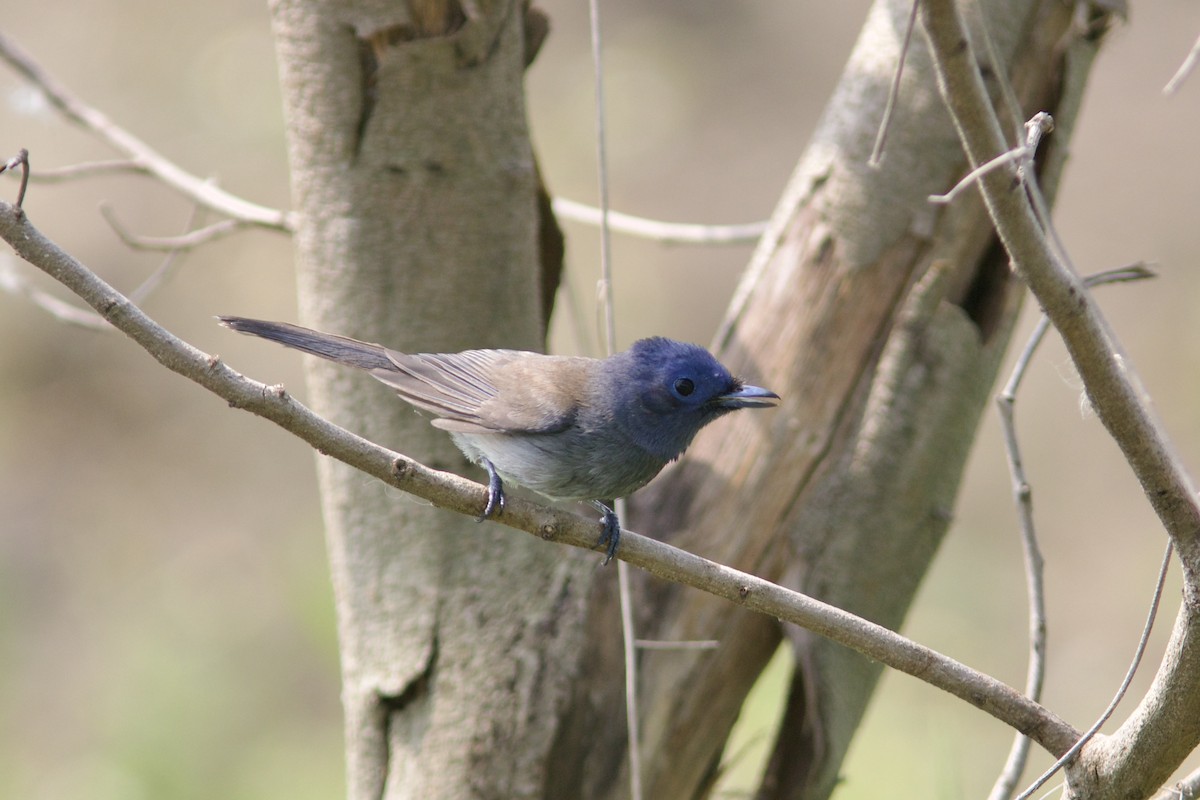 Black-naped Monarch - ML618756468