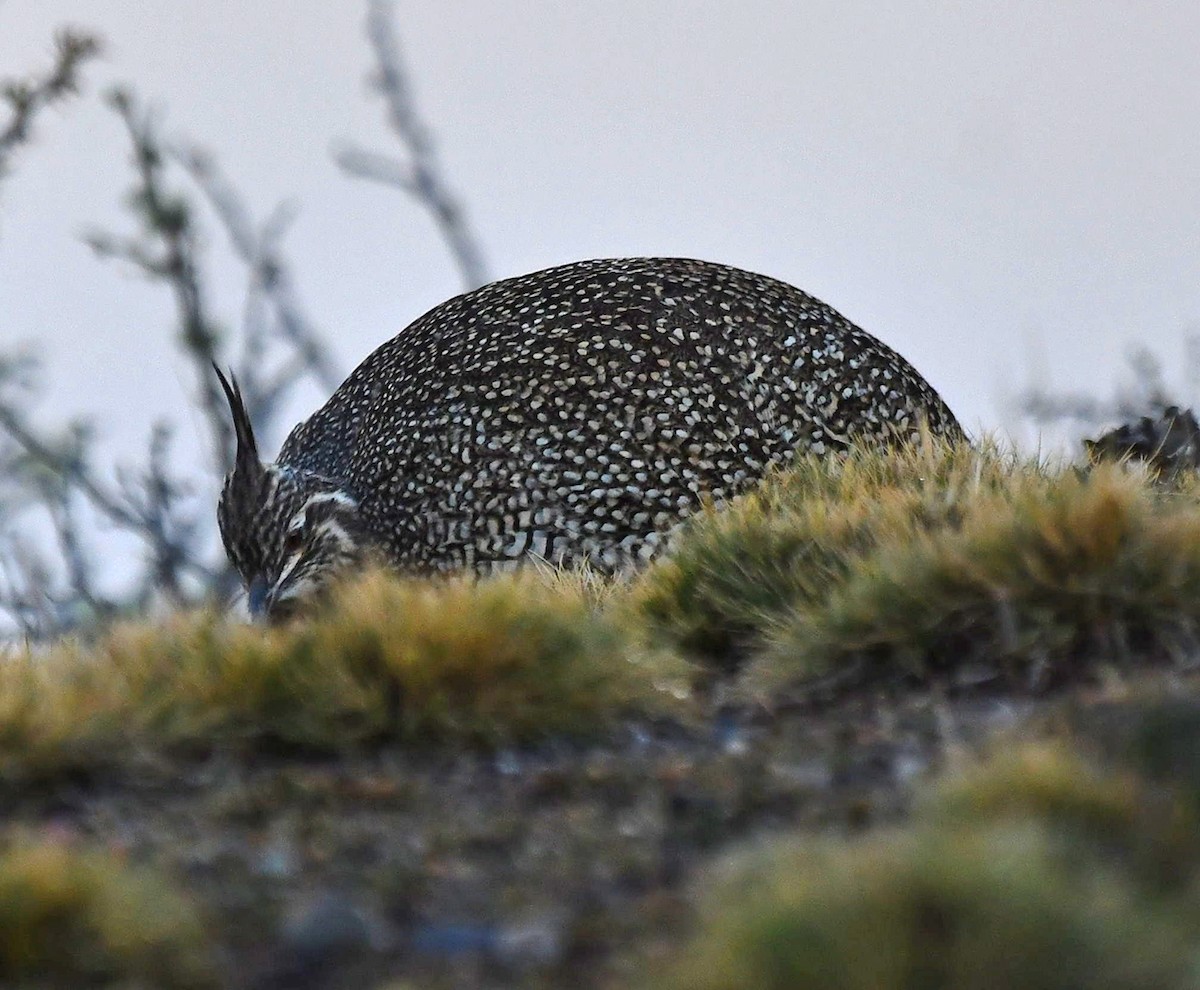 Elegant Crested-Tinamou - ML618756478