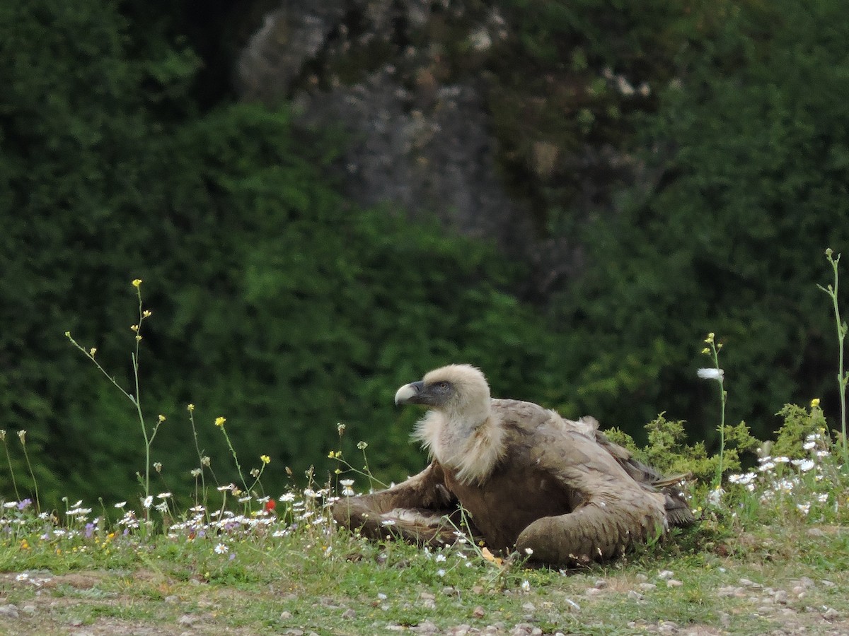 Eurasian Griffon - ML618756481