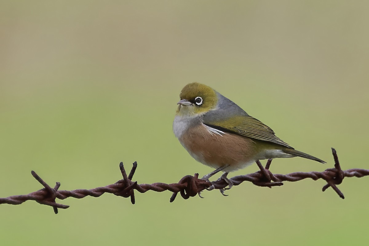 Zostérops à dos gris - ML618756483