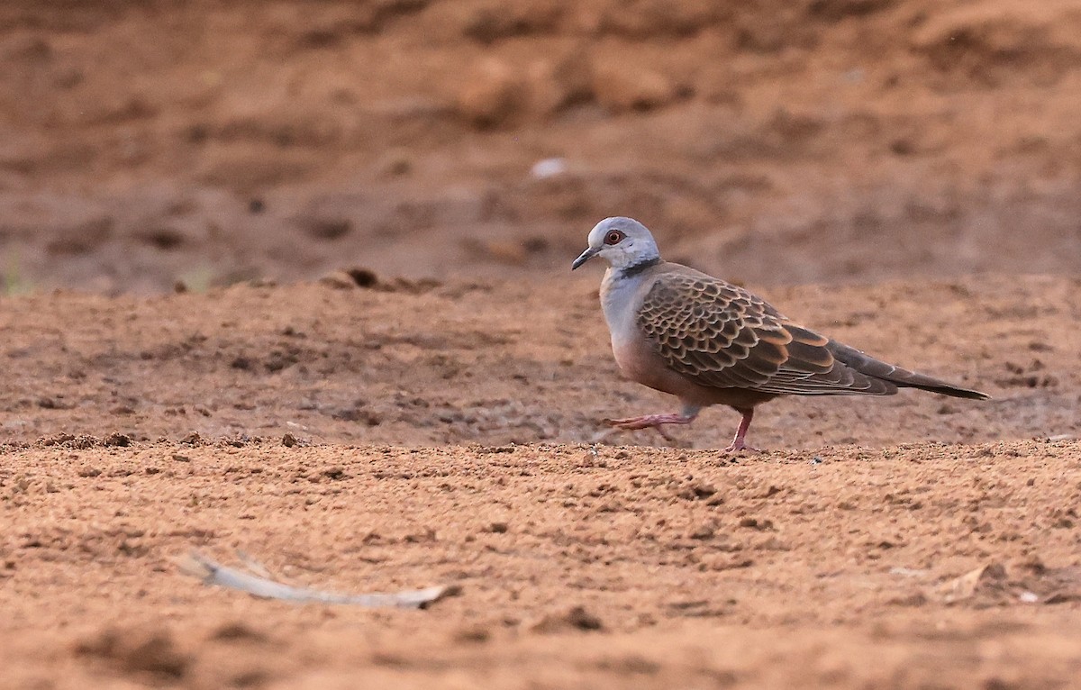 Adamawa Turtle-Dove - ML618756487