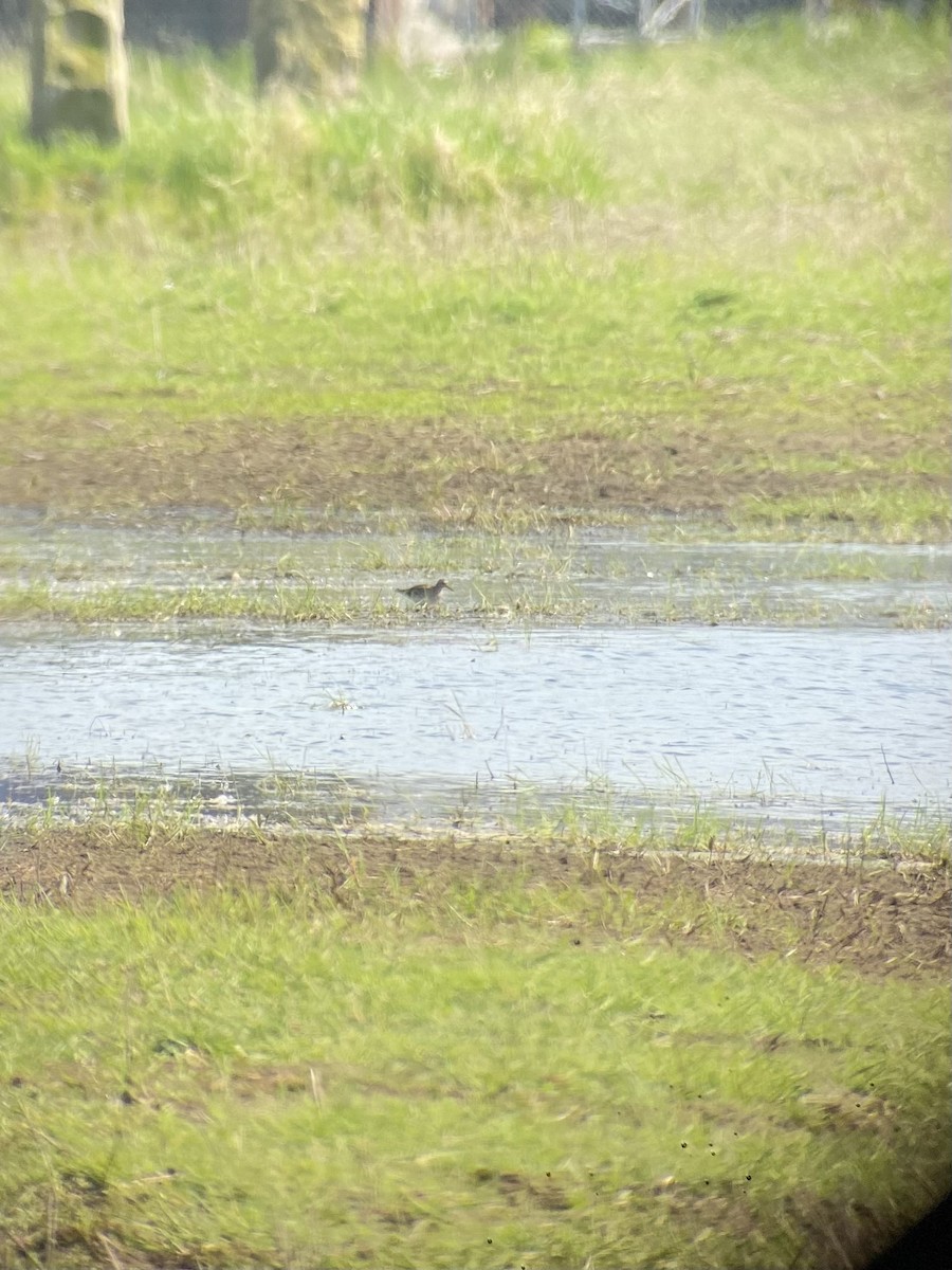 Pectoral Sandpiper - ML618756491