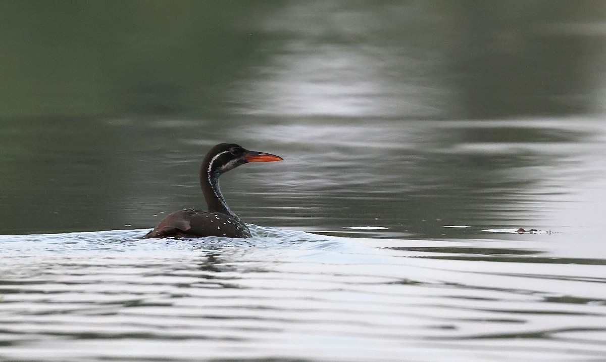 African Finfoot - ML618756495