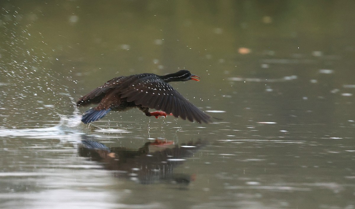 African Finfoot - Patrick MONNEY