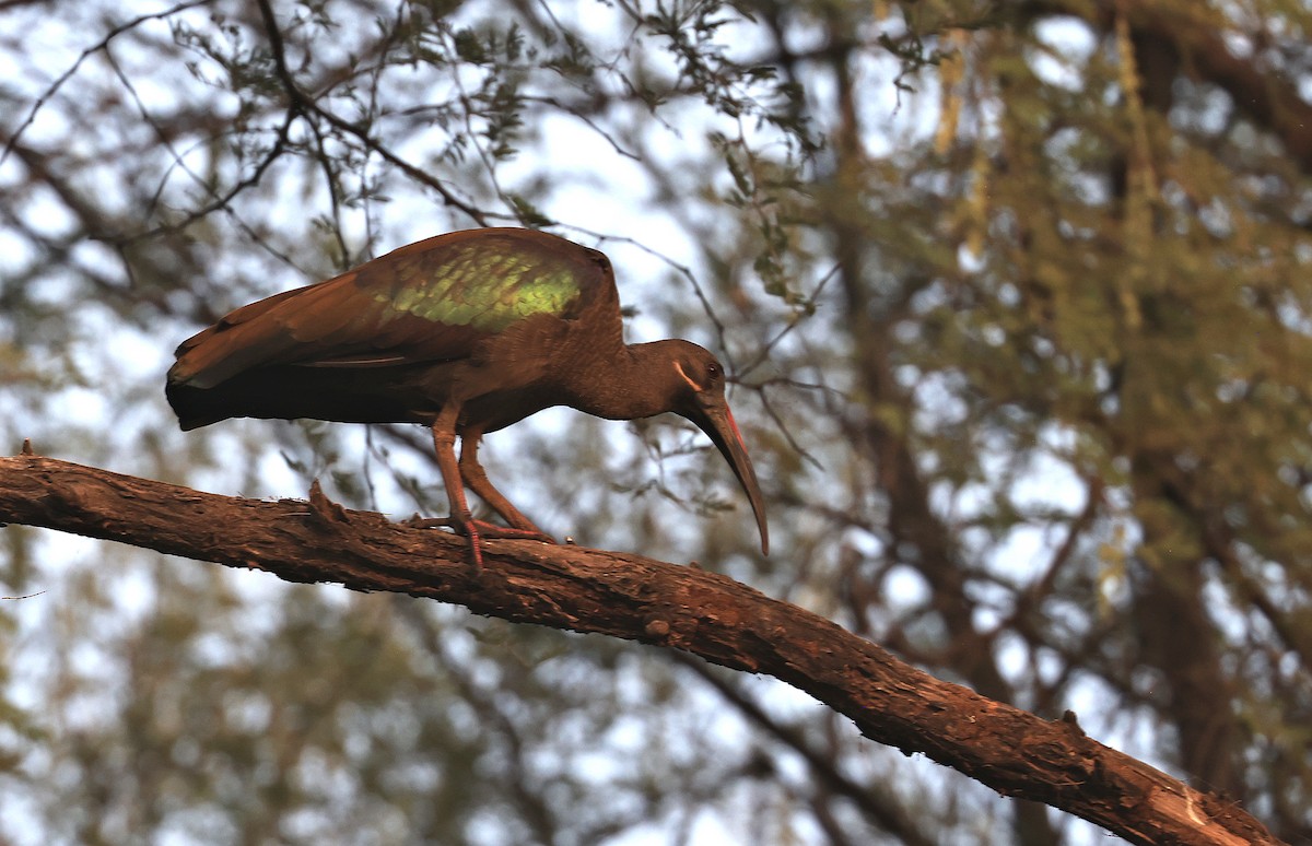 Hadada Ibis - ML618756501