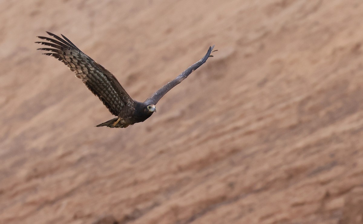 African Harrier-Hawk - ML618756504