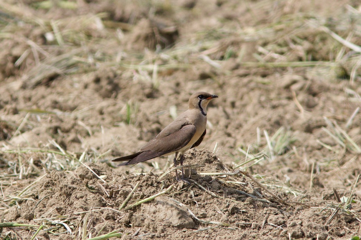 Oriental Pratincole - ML618756517