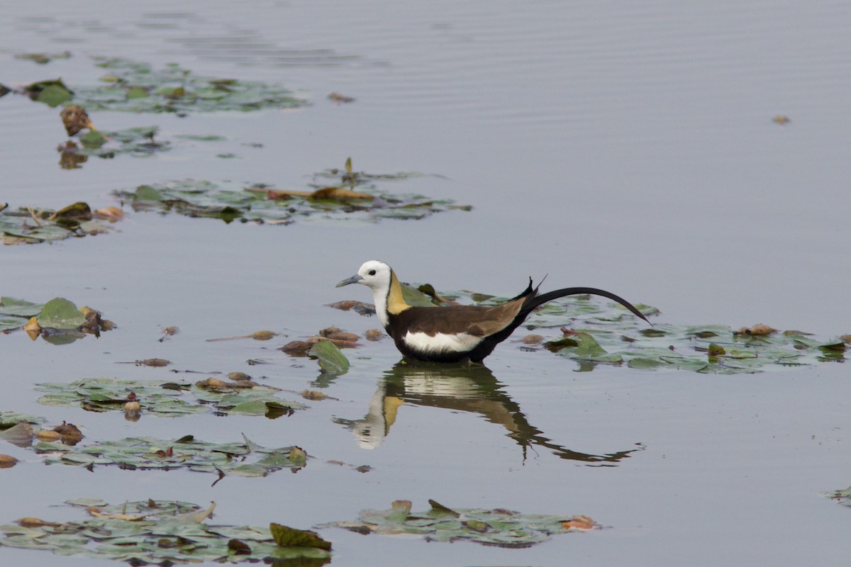 Pheasant-tailed Jacana - ML618756525