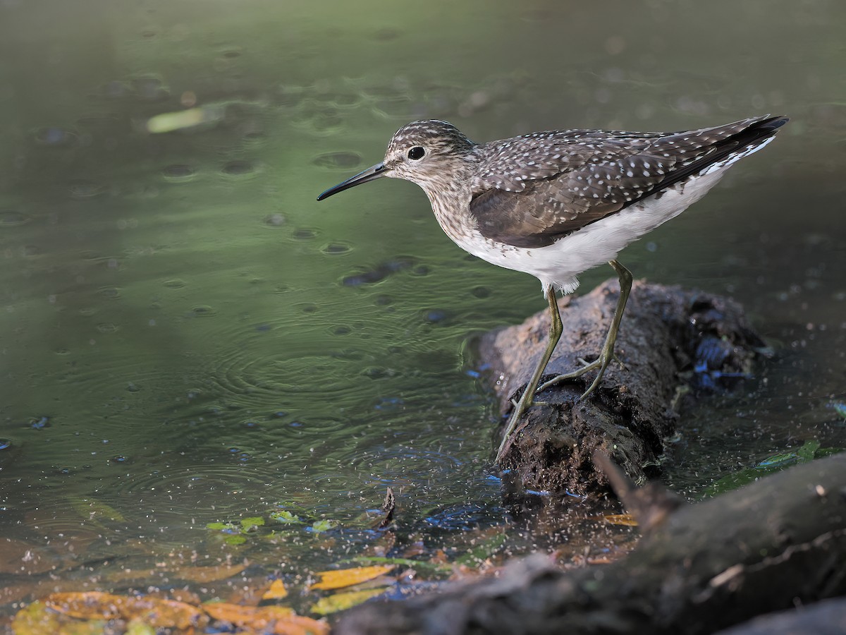 Solitary Sandpiper - Sam Woods