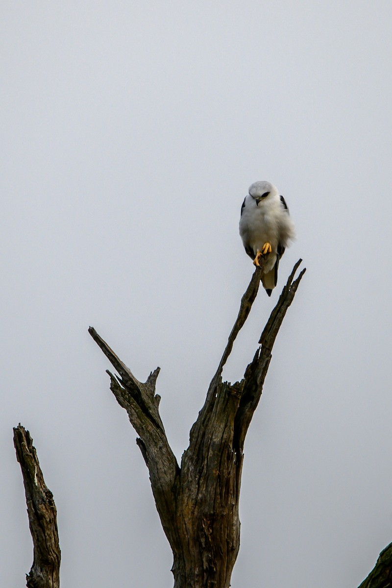 Black-shouldered Kite - ML618756539