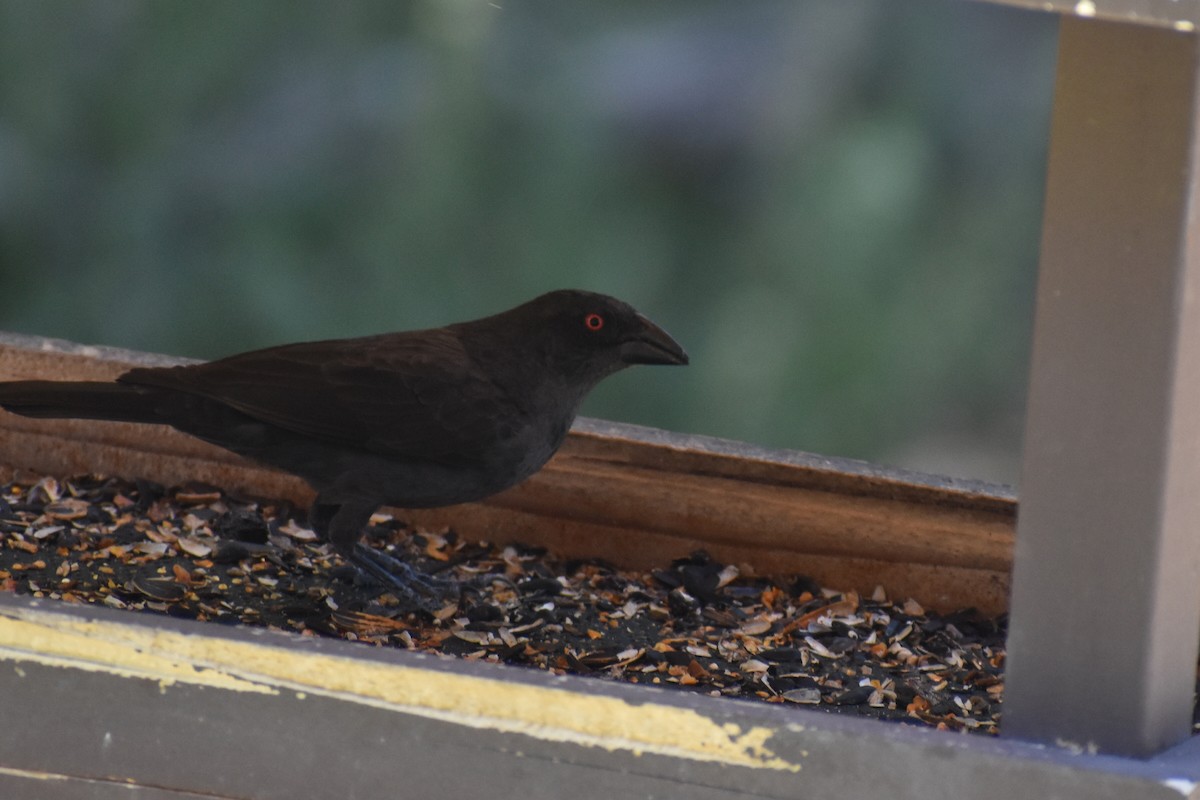 Bronzed Cowbird - Christian Feldt