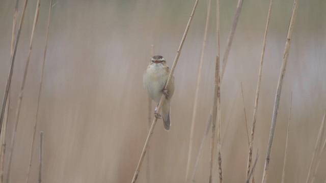 Sedge Warbler - ML618756600