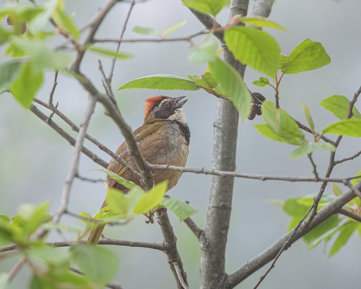 Collared Towhee - ML618756602