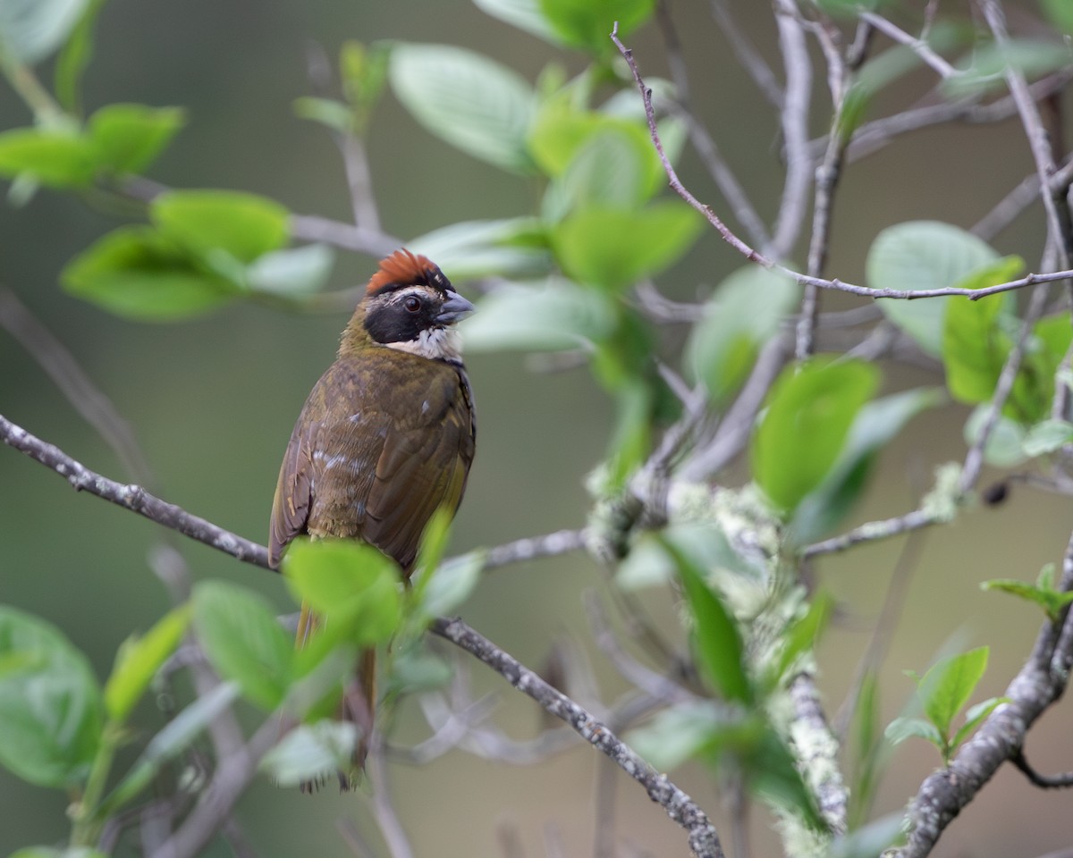 Collared Towhee - ML618756647