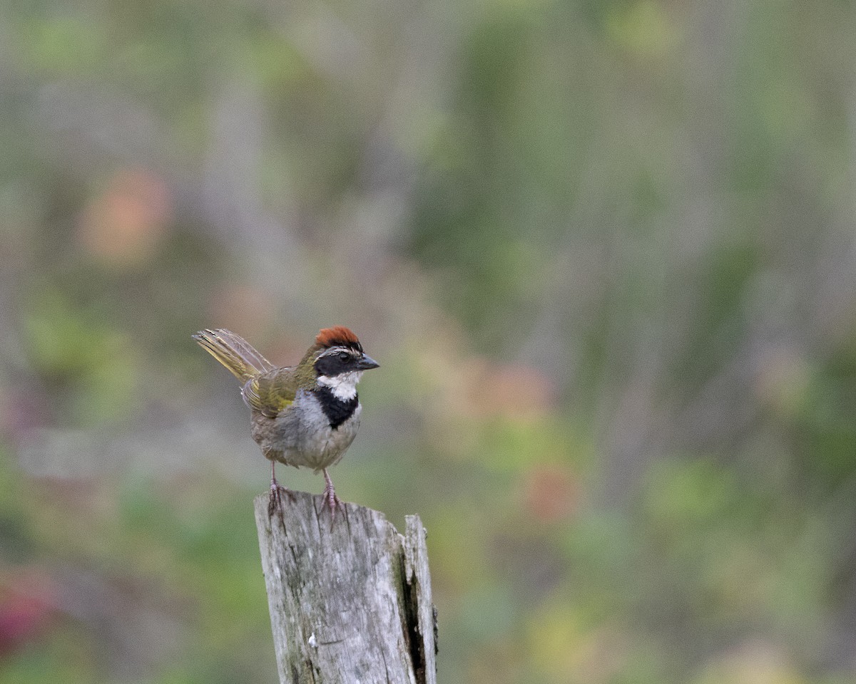 Collared Towhee - ML618756686