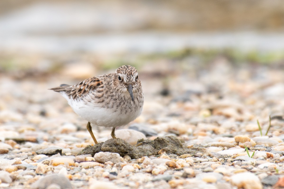 Least Sandpiper - ML618756689