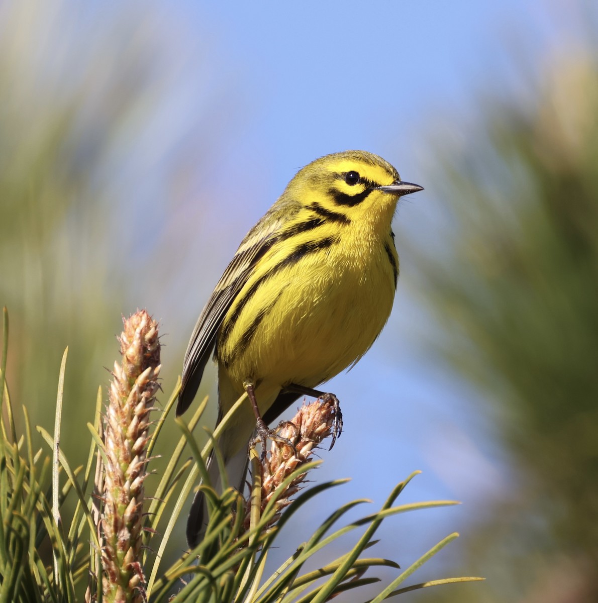 Prairie Warbler - Ross Sormani