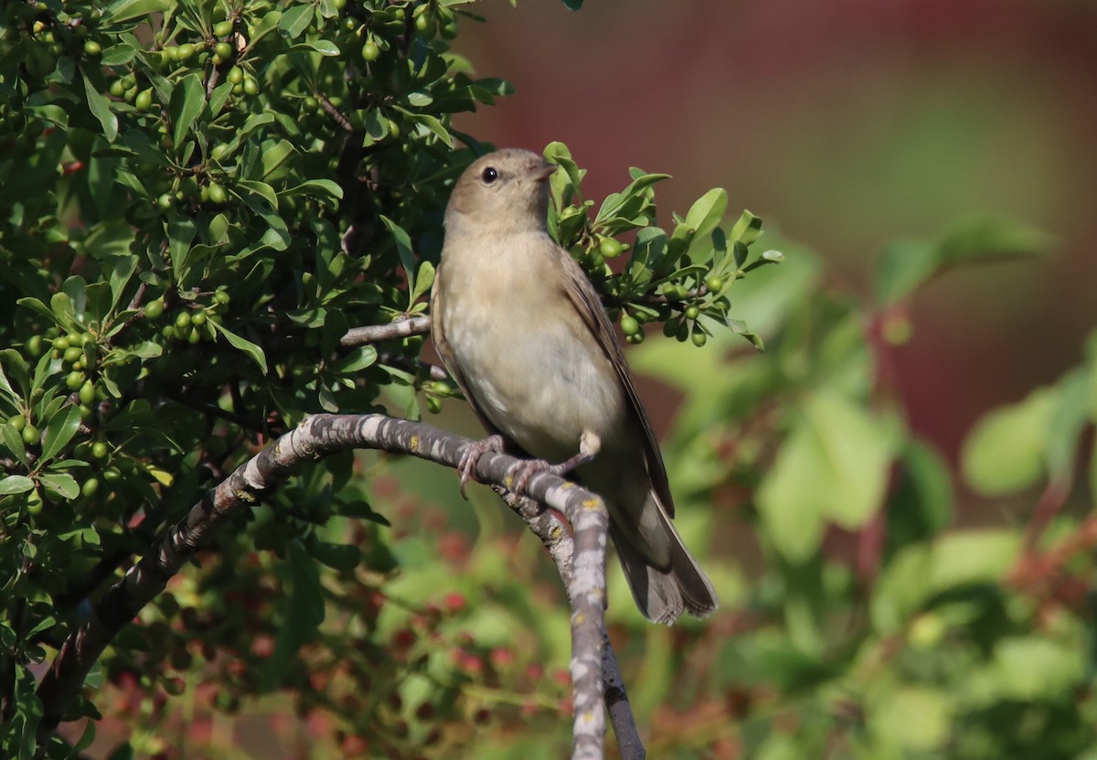 Garden Warbler - ML618756743