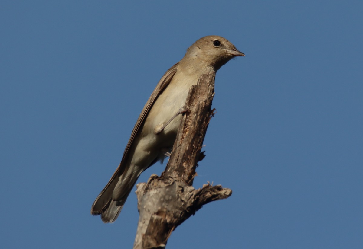 Garden Warbler - ML618756751