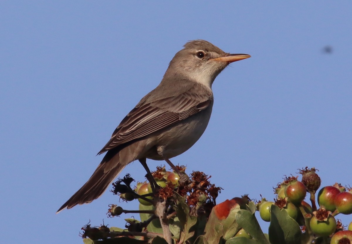 Olive-tree Warbler - ML618756775