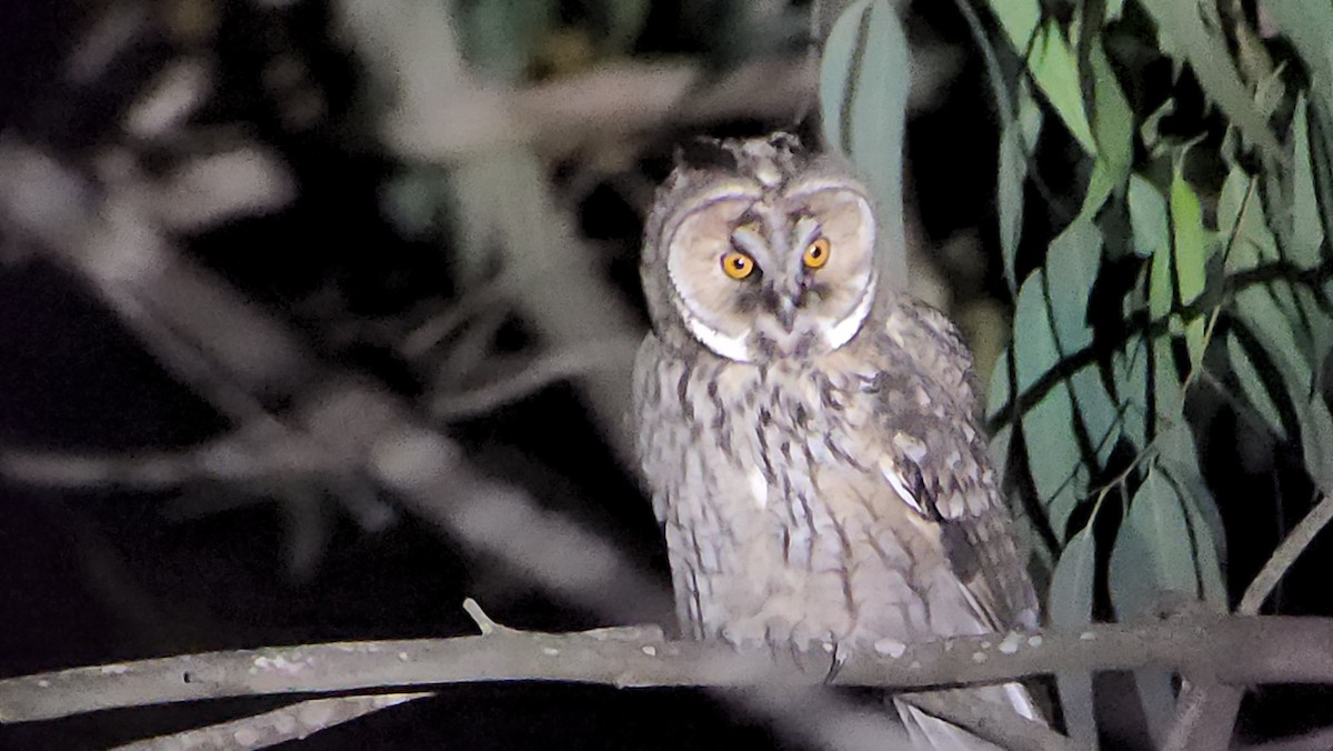 Long-eared Owl - Uriel Zohar