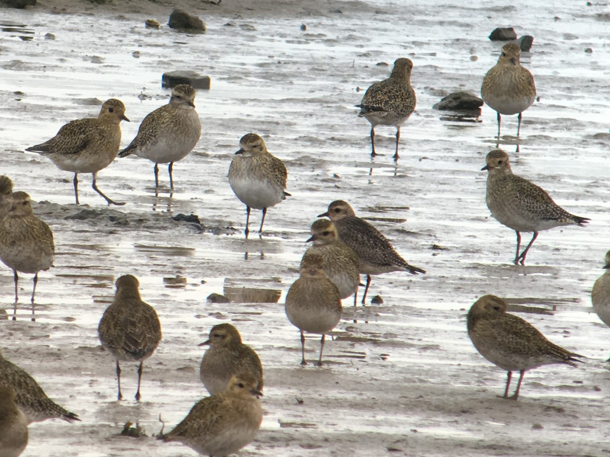 American Golden-Plover - ML618756845