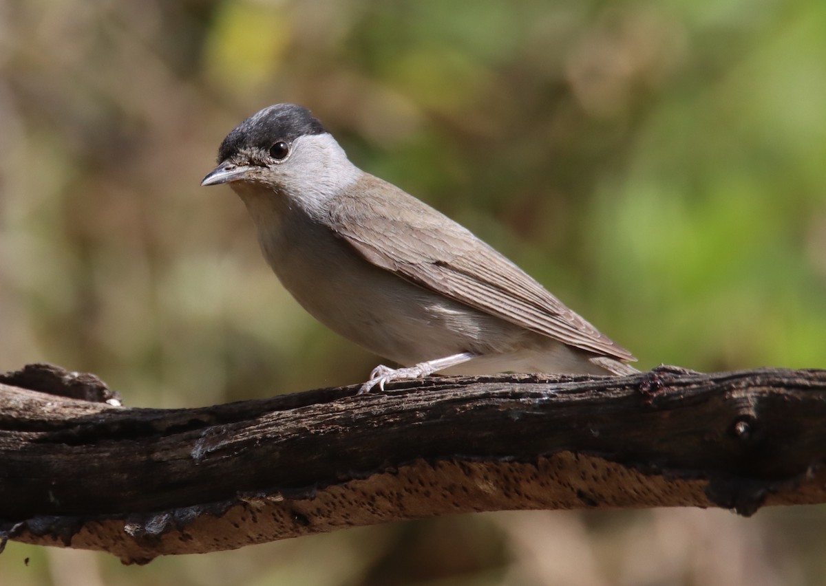 Eurasian Blackcap - ML618756882