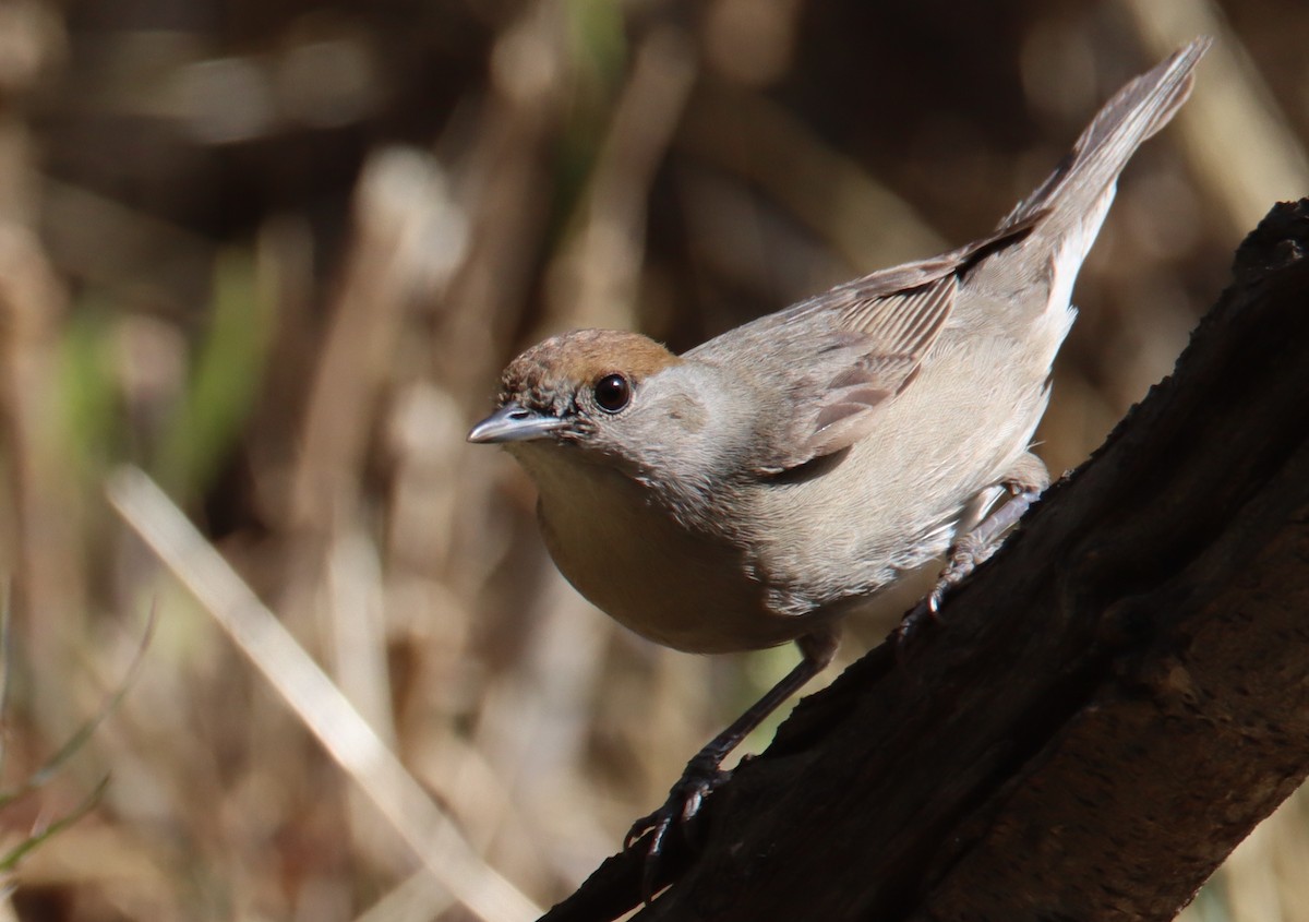 Eurasian Blackcap - ML618756896