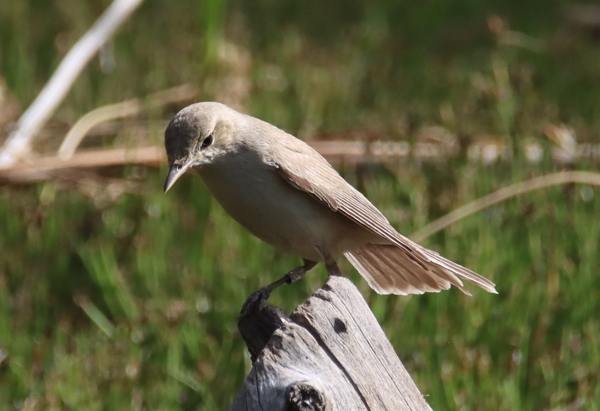 Eastern Olivaceous Warbler - ML618756905