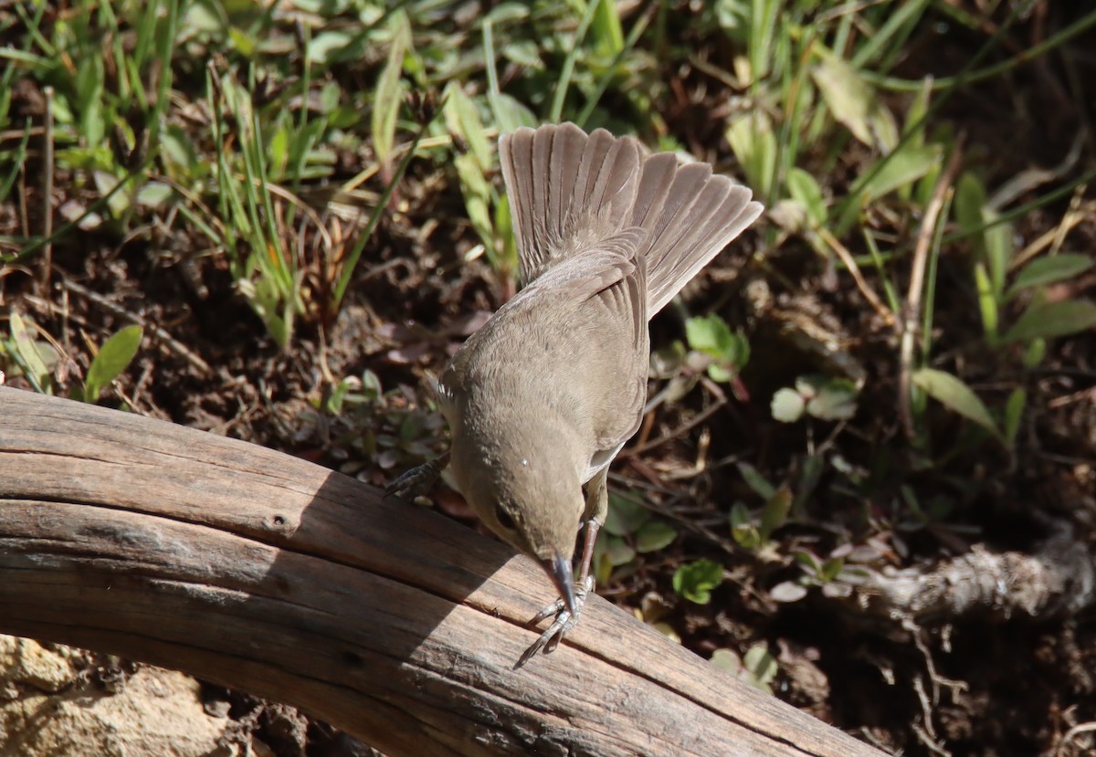 Eastern Olivaceous Warbler - Tomi Frank