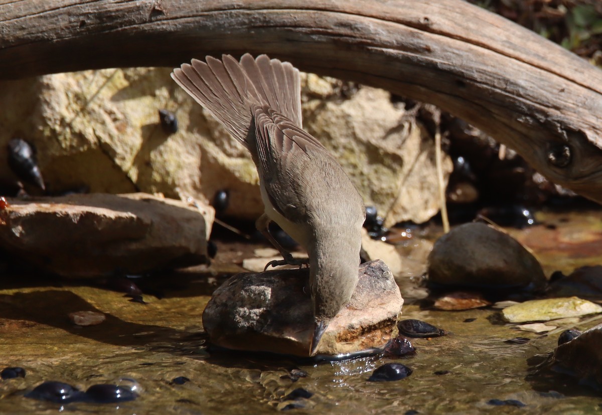 Eastern Olivaceous Warbler - ML618756931