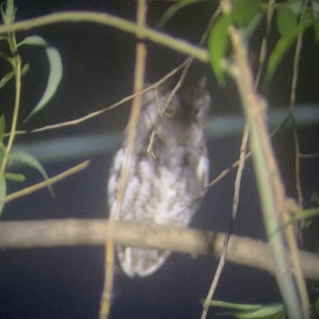 Eastern Screech-Owl - ML618756934