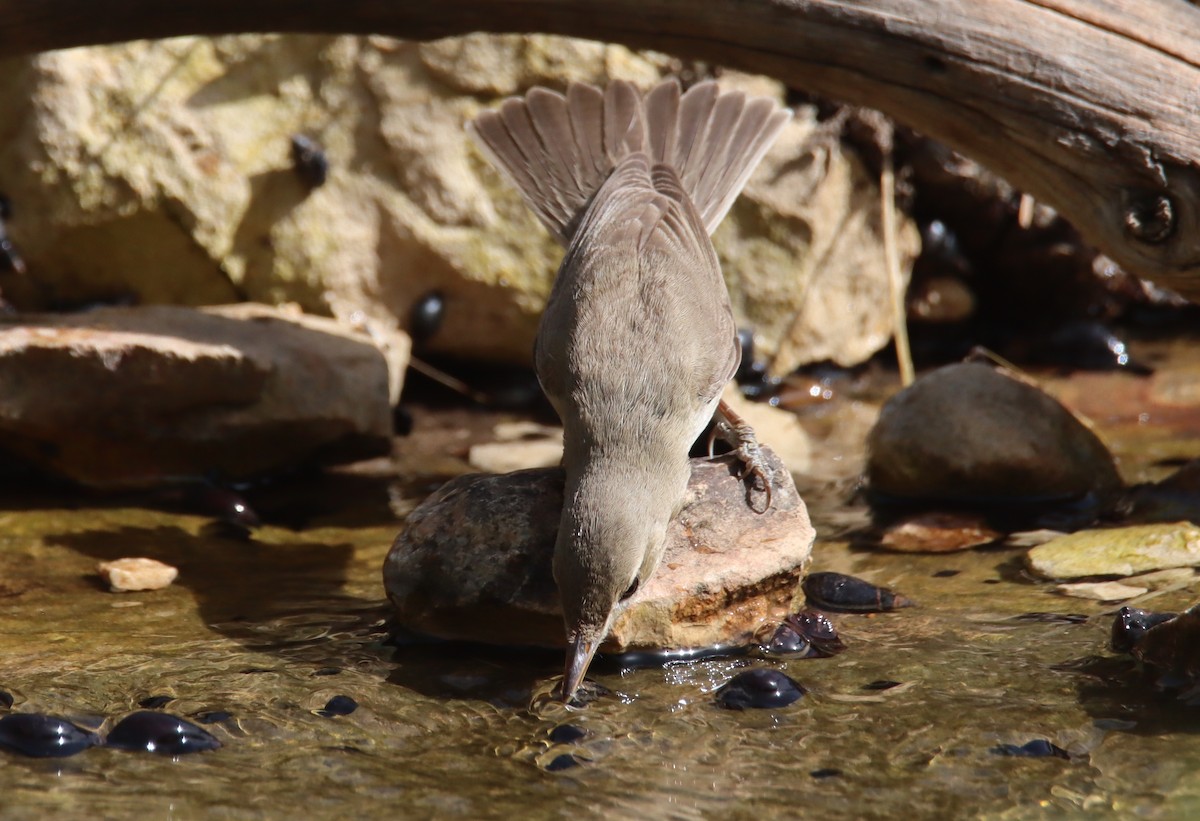 Eastern Olivaceous Warbler - ML618756935