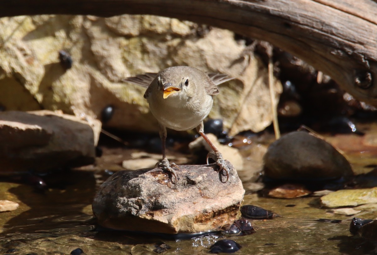 Eastern Olivaceous Warbler - ML618756943