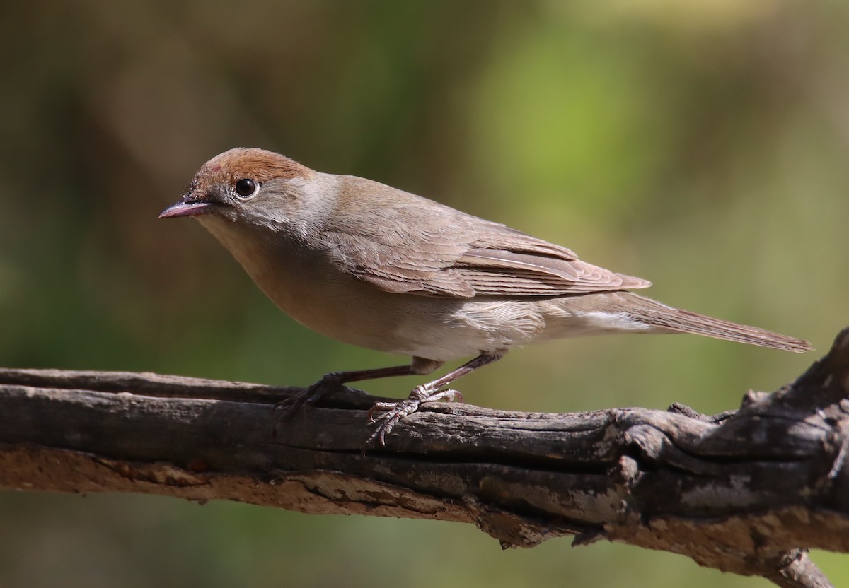 Eurasian Blackcap - ML618756949