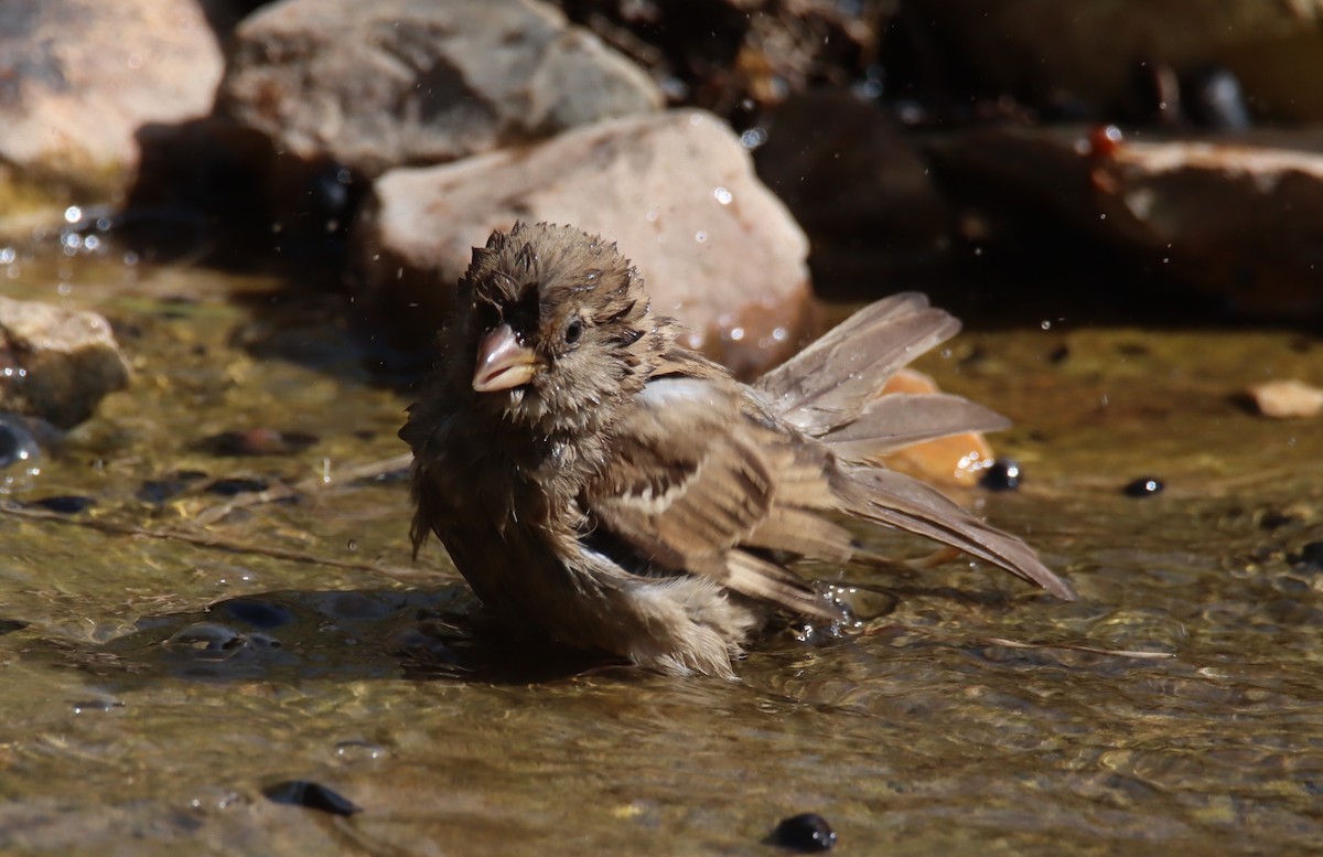 House Sparrow - ML618756962