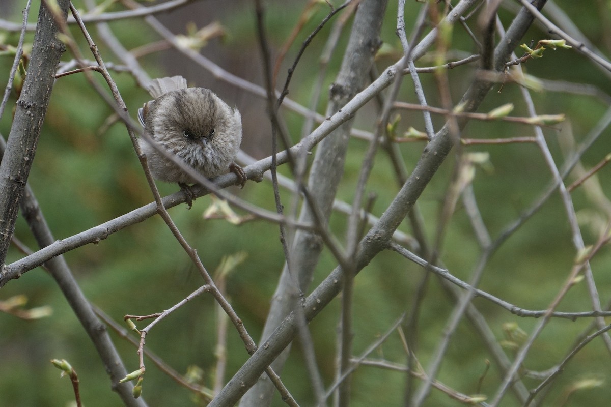 Chinese Fulvetta - LiCheng Wang