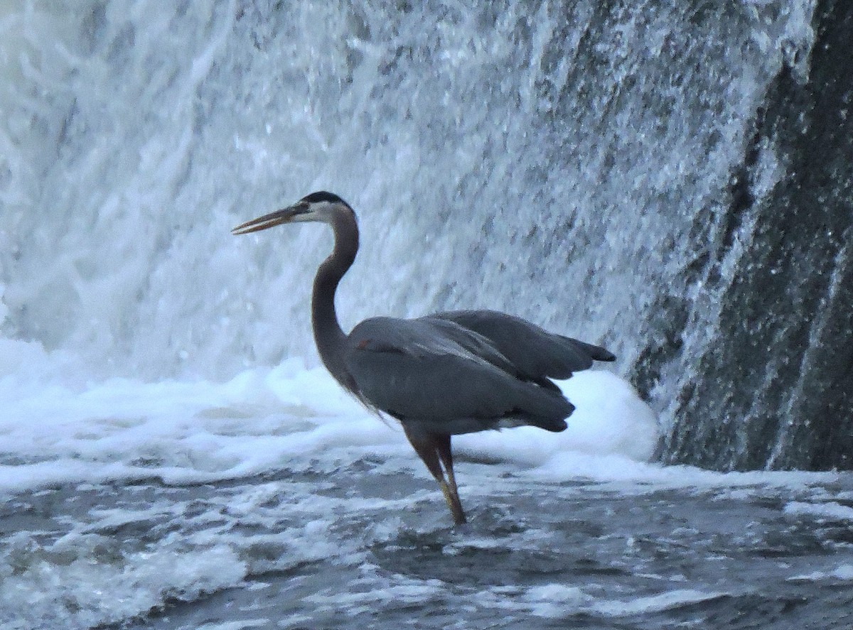 Great Blue Heron - Eric Michael