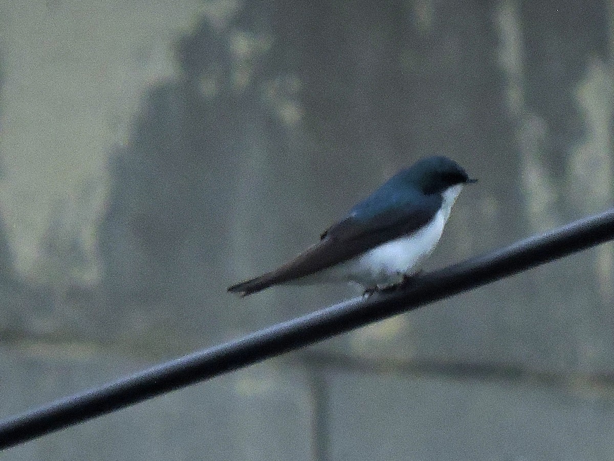 Tree Swallow - ML618757021