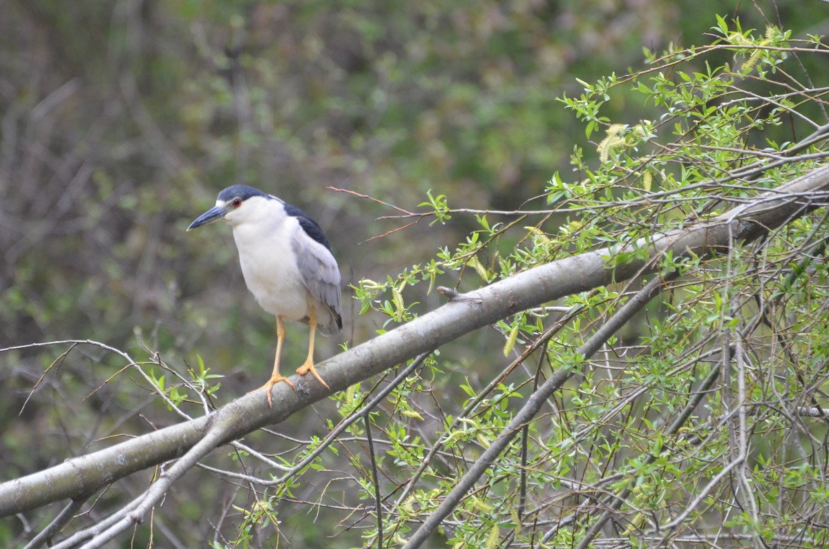 Black-crowned Night Heron - ML618757036